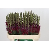 Antirrhinum Opus Red