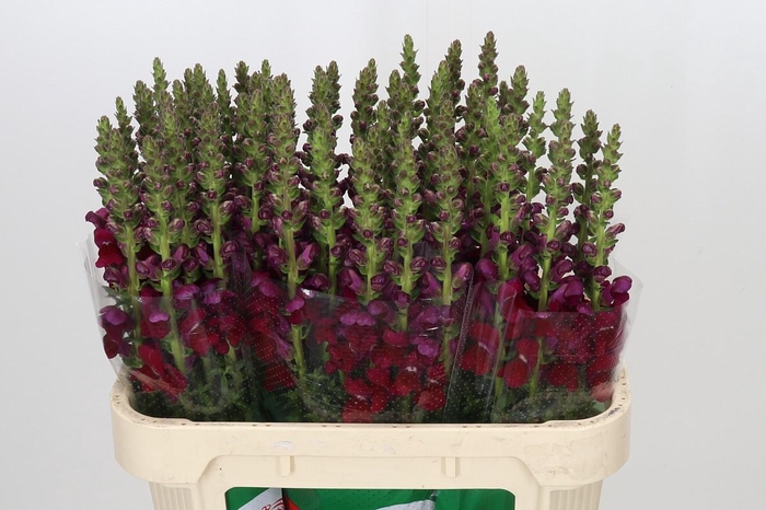 Antirrhinum Opus Red