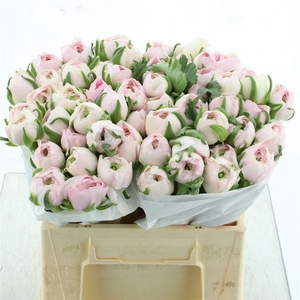 Ran Su Hanoi Light Pink Extra