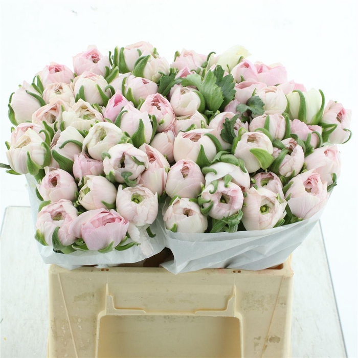 Ran Su Hanoi Light Pink Extra