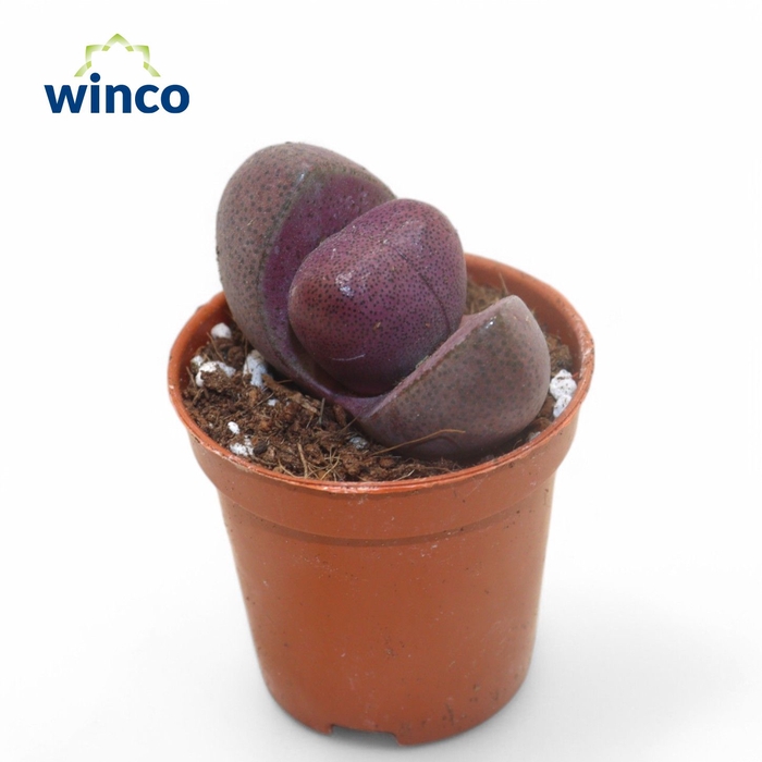 <h4>Pleiospilos Nelii Rubra</h4>