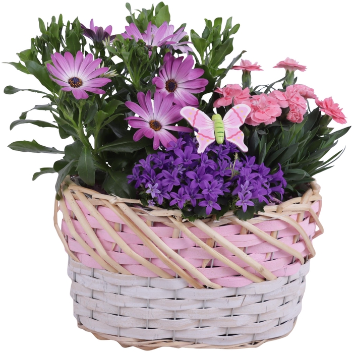 <h4>Spring Flower Arr. Outdoor Willow Basket Oval Threetone Ø28cm3PP</h4>