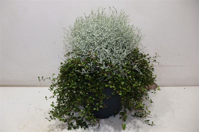 <h4>arr8 Leucoph Brownii</h4>