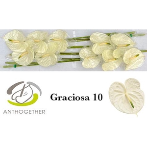ANTH A GRACIOSA