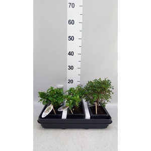Bonsai   ...mix