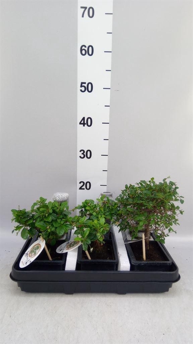 <h4>Bonsai   ...mix</h4>