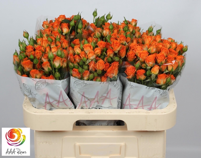 <h4>R TR PICANTO</h4>