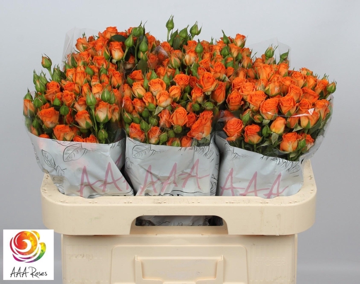 <h4>R TR PICANTO</h4>