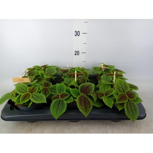 Pilea mollis 'Moon Valley'