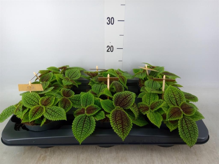 <h4>Pilea mollis 'Moon Valley'</h4>