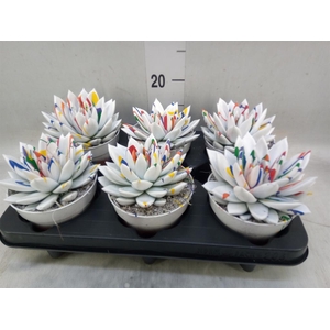 Echeveria  'Miranda'