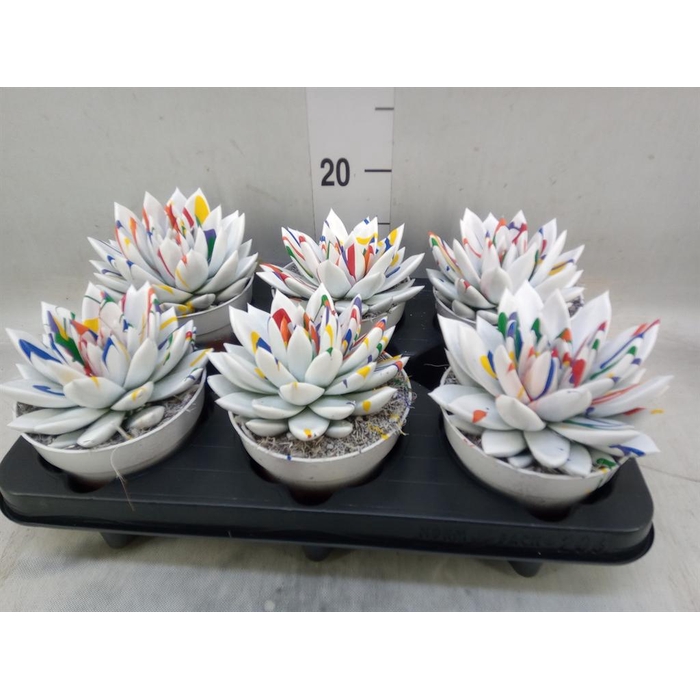 <h4>Echeveria  'Miranda'</h4>