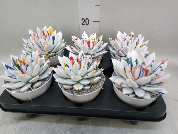 <h4>Echeveria  'Miranda'</h4>