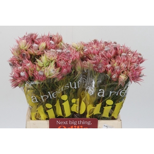 Blushing Bride Pink 2/5 Flowers