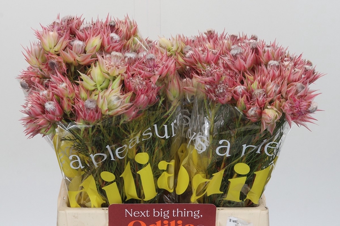 <h4>Blushing Bride Pink 2/5 Flowers</h4>
