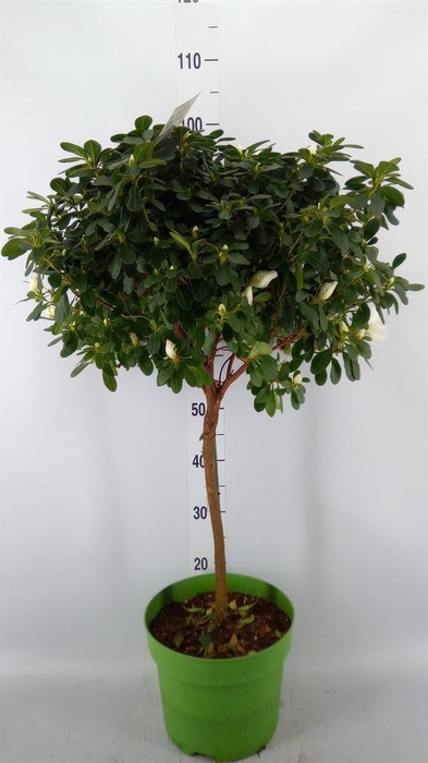 <h4>Rhododendron sim. 'Mont Blanc'</h4>