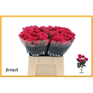 R TR PINK YO-YO Water