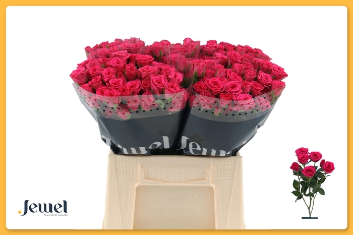 <h4>R TR PINK YO-YO Water</h4>