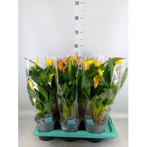 Zantedeschia   ...mix