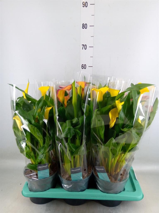 <h4>Zantedeschia   ...mix</h4>