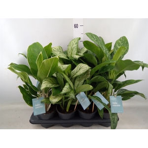 Aglaonema   ...mix