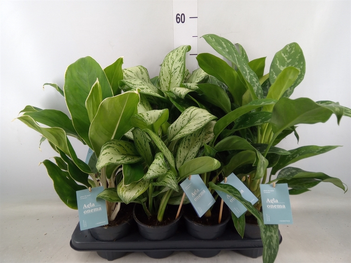 <h4>Aglaonema   ...mix</h4>