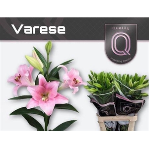 Li Lf Varese