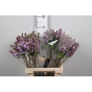 Syr V Michel Buchner 2+