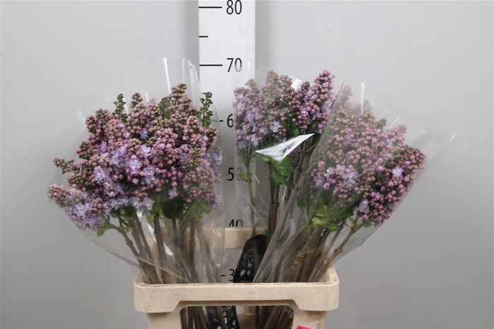 <h4>Syr V Michel Buchner 2+</h4>