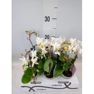 Phalaenopsis   ...mini