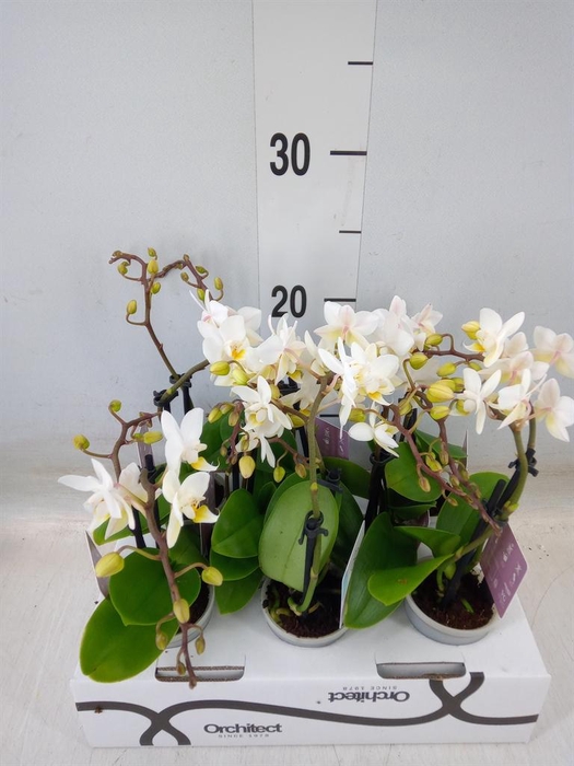 <h4>Phalaenopsis   ...mini</h4>