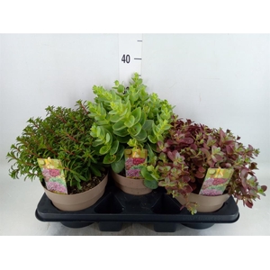 Sedum   ...