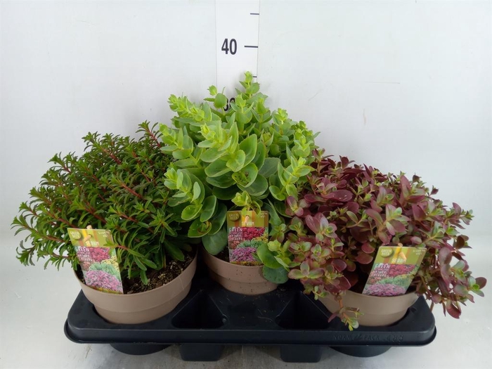 <h4>Sedum   ...</h4>