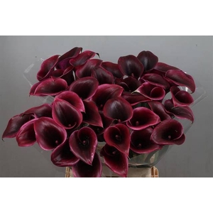 Calla Cantor
