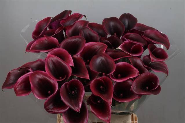 <h4>Calla Cantor</h4>