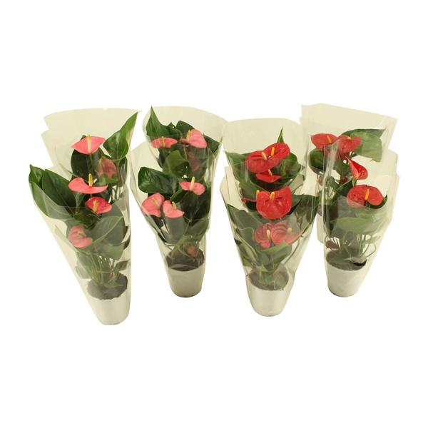 <h4>Anthurium Flamingomix 9cm in blanco hoes</h4>