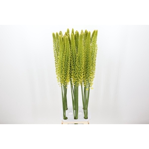 Eremurus Yellow Cleopatra