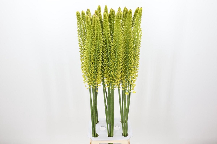 <h4>Eremurus Yellow Cleopatra</h4>