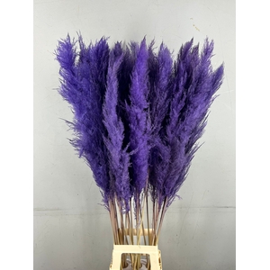 DF Pampas 130cm Milka