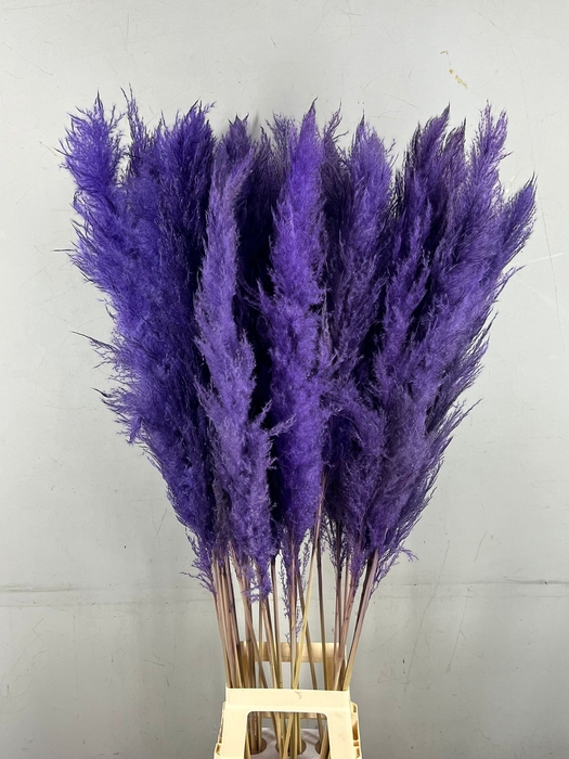 <h4>DF Pampas 130cm Milka</h4>
