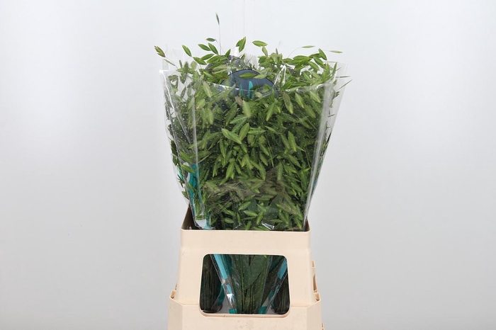 <h4>Chasmanthium Latifol</h4>