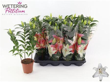 <h4>Lil Or Sun Bahamas 3pp</h4>