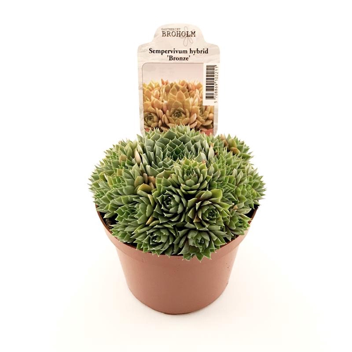 <h4>SEMPERVIVUM-HYBRID P11 M.ETIKET</h4>