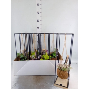 Planten Groen   ...mix  3