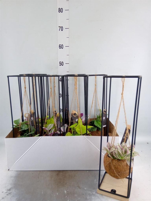 <h4>Planten Groen   ...mix  3</h4>