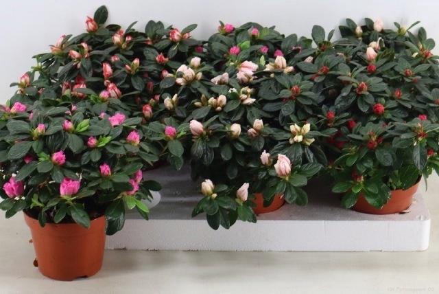 <h4>RHODO SI GEM</h4>