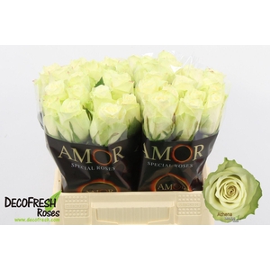 RS GR ATHENA R GR ATHENA