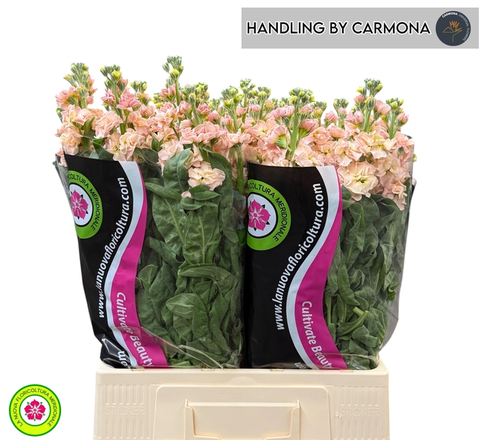 <h4>MATTH IRON APRICOT</h4>