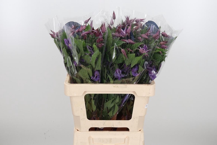 <h4>Clem Amazing Rome</h4>