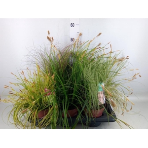Carex   ...mix